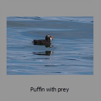 Puffin with prey